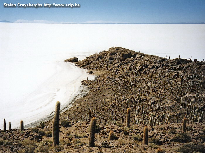 Uyuni - Isla Pescadores Een surrealistisch beeld; in het midden van de immense zoutvlakte ligt er een 'eilandje' bezaaid met reuze cactussen tot wel 10m hoog. Stefan Cruysberghs